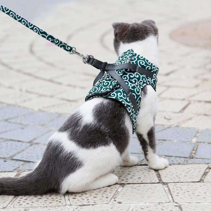 Kattentuigje met Riem – Verstelbaar Tuigje van Ademend Mesh met Snelsluiting & 1,2 m Lijn, XS-S, Blauw, Groen of Rood
